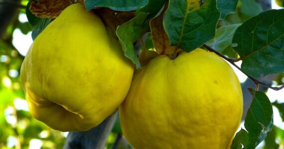 Frutos de otoño, frutas de otoño, frutas temporada, frutos de temporada