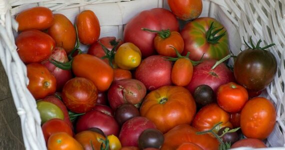 Alimen tos ecológicos, salud, alimentación sostenible, dieta saludable